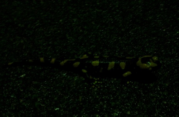 La salamandra ligure